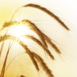 The Peace of God versus the P.E.A.C.E. of Man