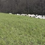 Letter to the Editor: The Sheepdog Guarding the Sheep