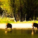 A Biblical Perspective on Salvation Vs. Calvinism